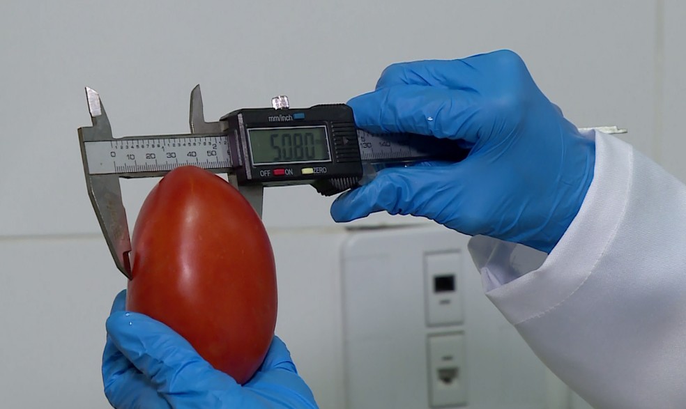 Produtores de Petrolina contam com nova tecnologia que garante mais qualidade na exportação — Foto: Reprodução/TV Grande Rio