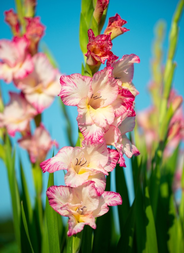 O nome gladíolo significaria lança, devido à forma alongada da espécie, com flores em sua extremidade (Foto: Pixabay / Creative Commons)