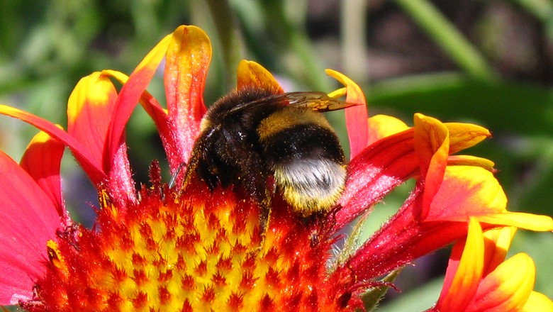 abelha-mamanguava-de-cauda-branca (Foto: CCommons)