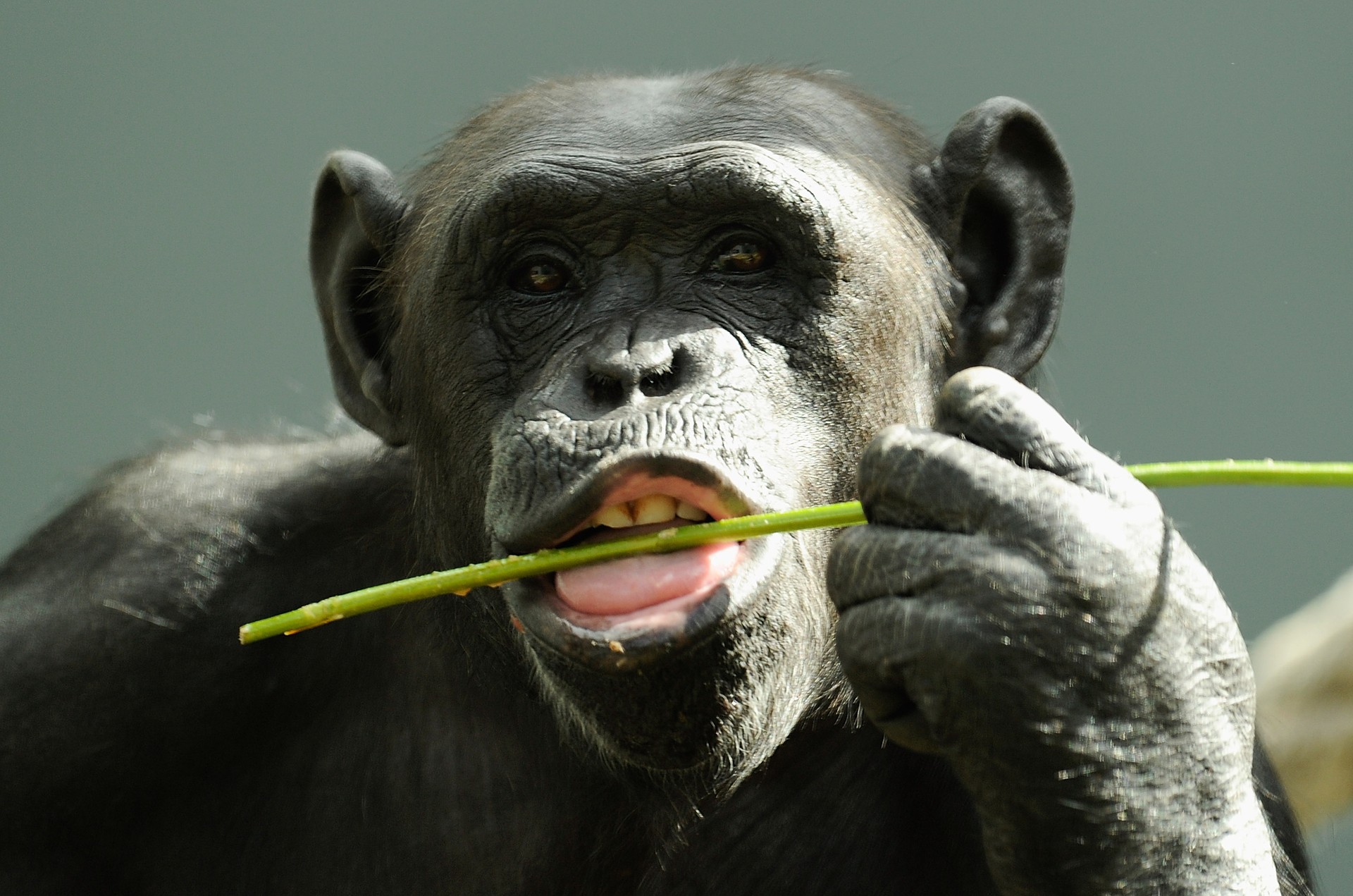 Chimpanzés se comunicam de maneira mais próxima à linguagem humana (Foto: Getty Images)