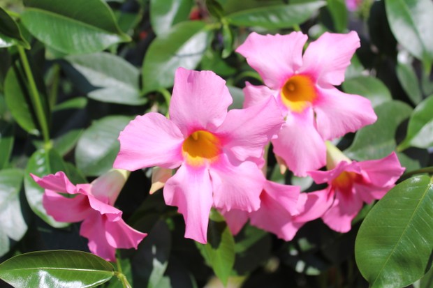 pink blossoming  dipladenia in the garden (Foto: Getty Images/iStockphoto)