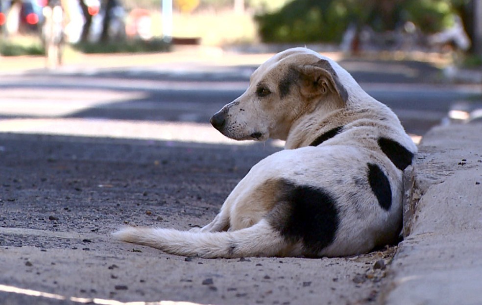 Cuiabá tem cerca de 14 mil cães e gatos abandonados — Foto: Reprodução/EPTV