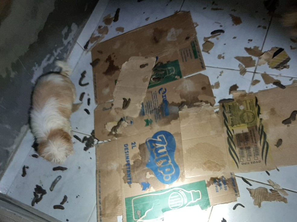 Cães são flagrados pela Polícia Militar em situação de insalubridade em casa na região de Vicente Pires, no DF  — Foto: PMDF/Divulgação