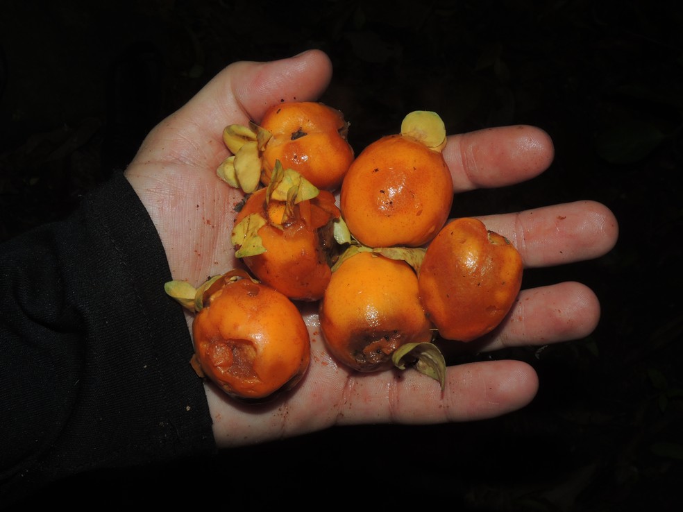 Frutos da árvore Eugenia superba, cereja-amarela-de-niterói — Foto: Divulgação/Thiago Fernandes