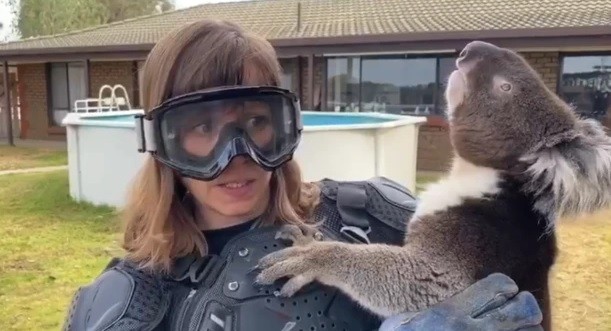 Jornalista viraliza ao gravar matéria com medo de coala (Foto: Reprodução )