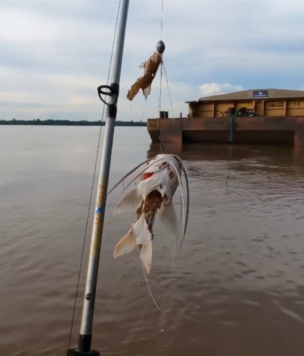 Pescador se assusta ao fisgar peixe pela metade em Porto Velho — Foto: Reprodução/Instagram/João Cordeiro