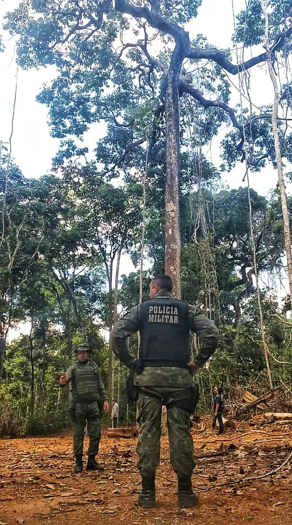 Operação apreendeu madeira irregular e flagrou corte de árvores protegidas por lei em Apiacás — Foto: Polícia Militar Ambiental