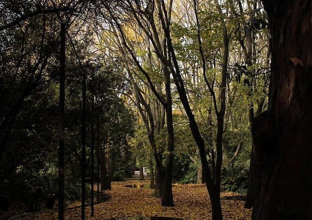 Portugal: o jardim lisboeta da Fundação Calouste Gulbeikian (Foto: reprodução / Instagram)