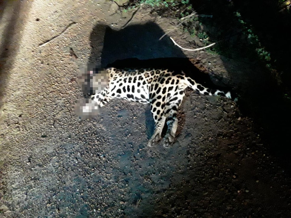 Animal estava jogado às margens da BR-210, no interior de Roraima — Foto: PM/Divulgação