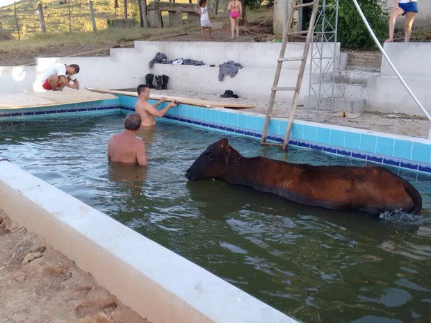 Vaca cai em piscina e é resgatada pelos bombeiros em Santa Branca  (Foto: Divulgação/ Corpo de Bombeiros)