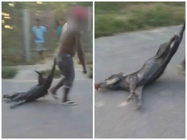 Imagens de homem arrastando porco morto foram entregues à PM (Foto: Arquivo pessoal)