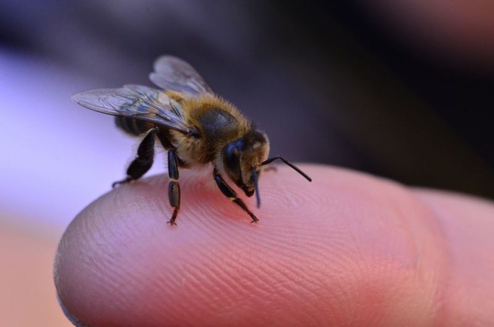 As abelhas africanizadas começaram a se espalhar e deram origem ao mito das 'abelhas assassinas' — Foto: GETTY IMAGES/Via BBC