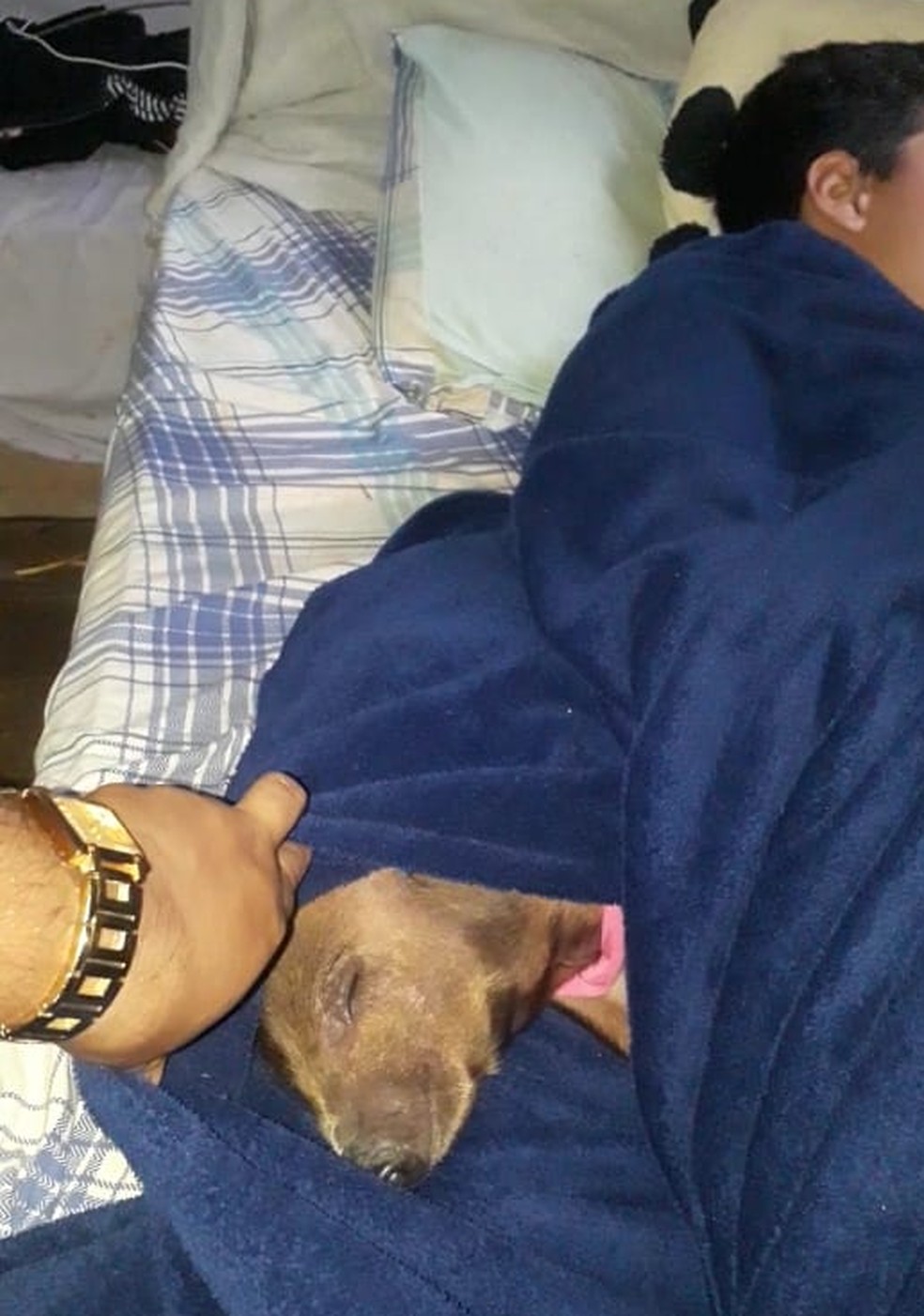 Porquinho dorme na cama com o dono quando o tempo esfria — Foto: Arquivo pessoal