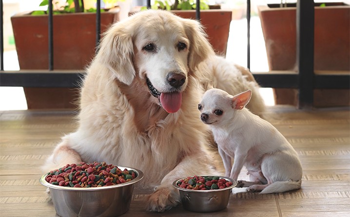 Entenda a diferença entre alimentos para cães filhotes e idosos 