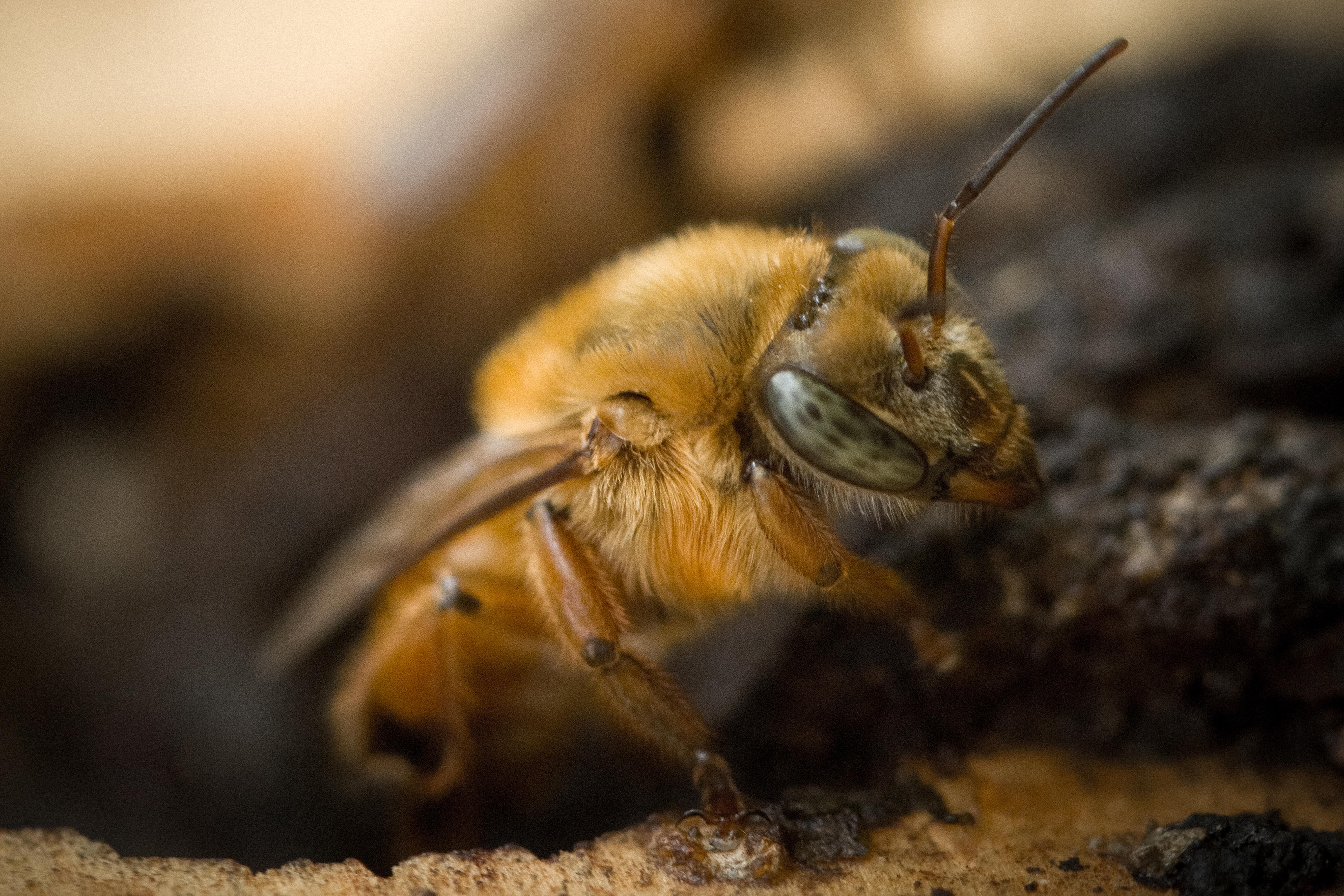 Dia das abelhas: pesquisa mostra adaptação destes insetos a centros urbanos