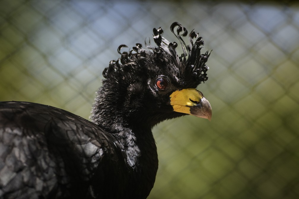 Projeto de Soltura do Mutum-de-Penacho é uma iniciativa para a preservação da espécie na área de influência da Usina Hidrelétrica de Porto Primavera — Foto: Luciano Candisani