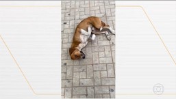 Cão espera dono que estava internado na porta do hospital