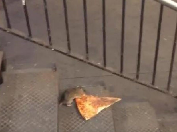 Rato de quase um metro aparece em loja de Nova York - ClickPB