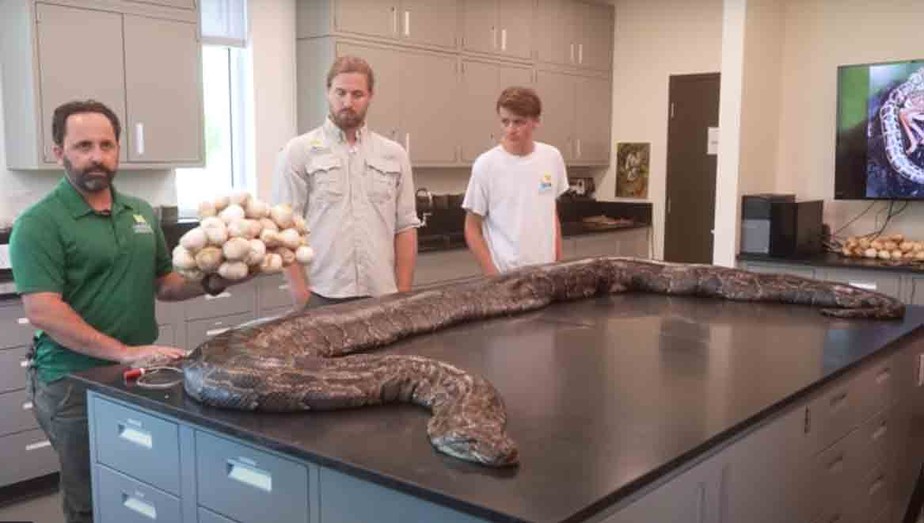 Maior cobra píton-birmanesa encontrada na Flórida