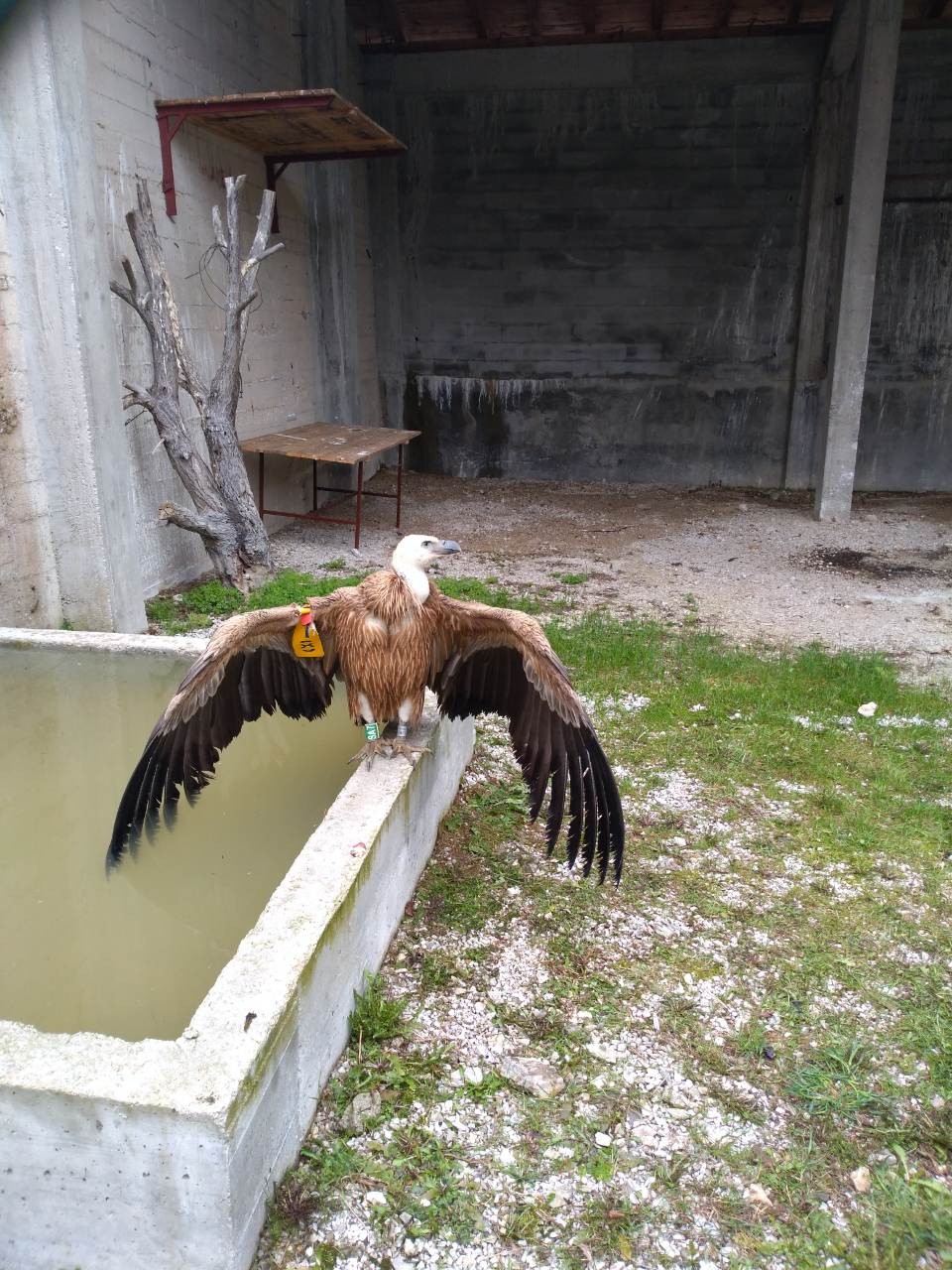 Dobrila em Uvac, na Sérvia, ainda em tratamento antes de ser solta (Foto: The Birds of Prey Protection Foundation)