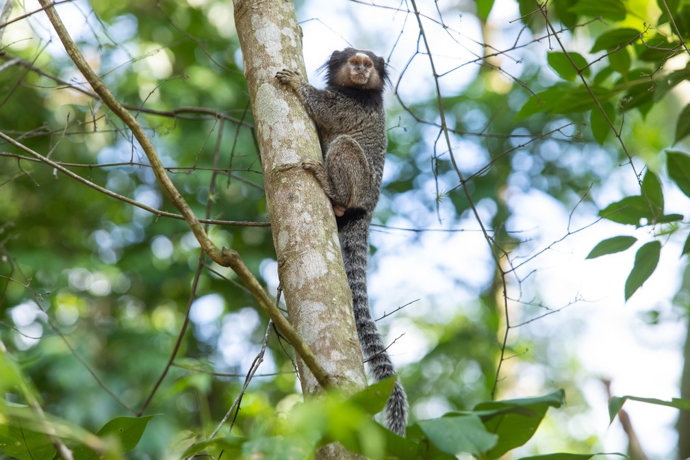 Saguis podem ser vistos no Parque Municipal do CÃ³rrego Grande em FlorianÃ³polis â Foto: Celso Tavares/G1