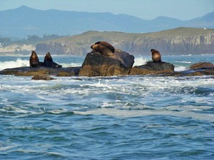 A vida marinha chamou atenção com os gigantes do oceano, os leões-marinhos (Foto: Arquivo TG)