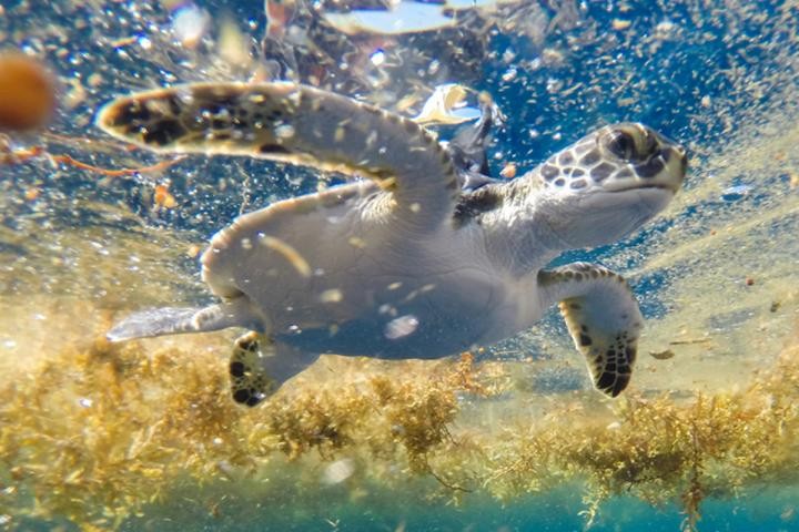 Estudo indica que tartarugas-verdes migram para o Mar dos Sargaços no início de suas vidas (Foto: Gustavo Stahelin/UCF)