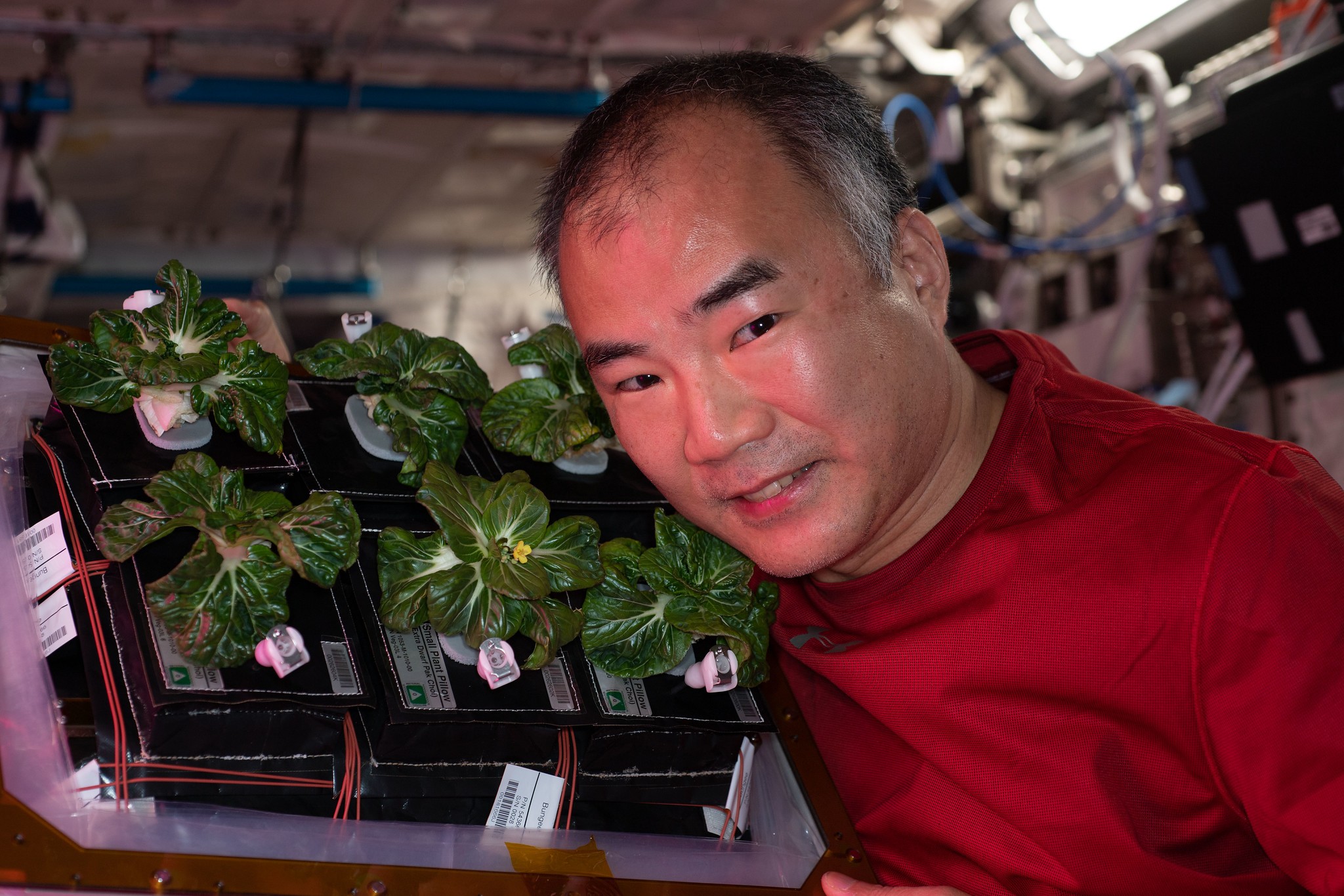 Astronautas da Nasa compartilham imagens de plantas crescendo no espaço (Foto: NASA)