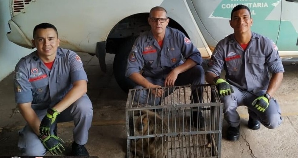 Equipe do Corpo de Bombeiros fez o resgate do animal — Foto: Divulgação/Corpo de Bombeiros