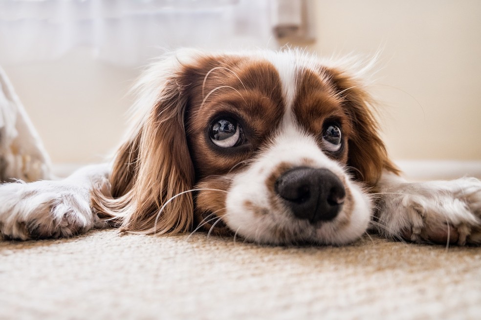 Ansiedade canina: saiba como o distúrbio pode afetar a saúde do ...