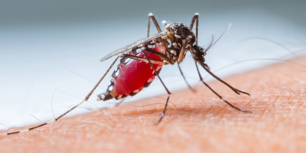 Durante sua vida, uma fêmea do Aedes Aegypti (foto) pode dar origem a aproximadamente 1.500 mosquitos — Foto: Esalq/USP