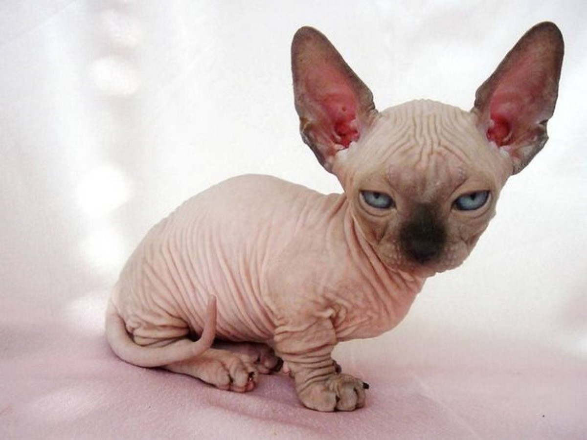 Gato da raça Minskin. Eles são conhecidos pelas pernas curtas e pele enrugada  (Foto: Flickr/ Just4 Pet Care/ CreativeCommons)