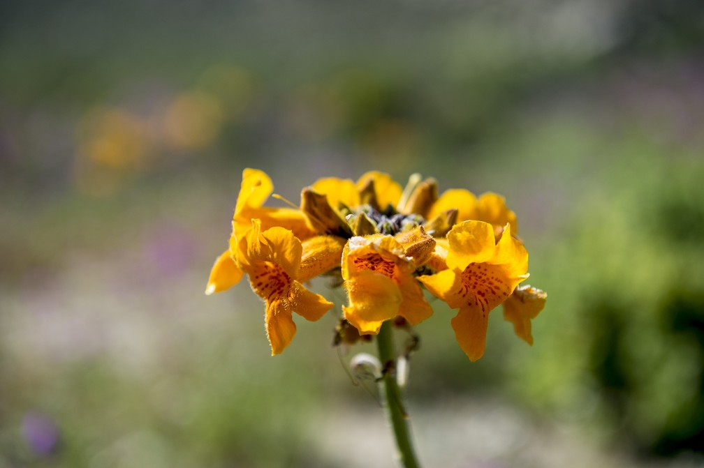  (Foto: Martin Bernetti/AFP)