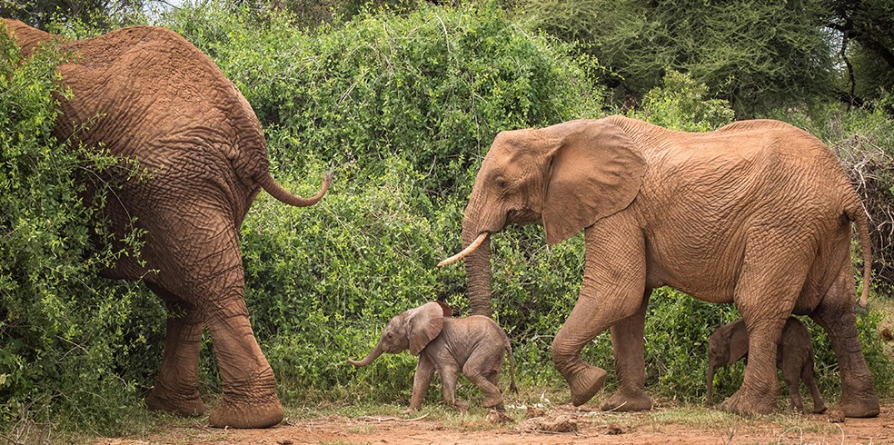Elefantes gêmeos raros nasceram na Reserva Nacional de Samburu, no norte do Quênia (Foto: Save The Elephants )