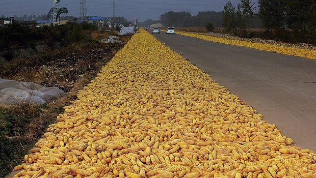 plantio de milho na China (Foto: calflier001, CC BY-SA 2.0 <https://creativecommons.org/licenses/by-sa/2.0>, via Wikimedia Commons)