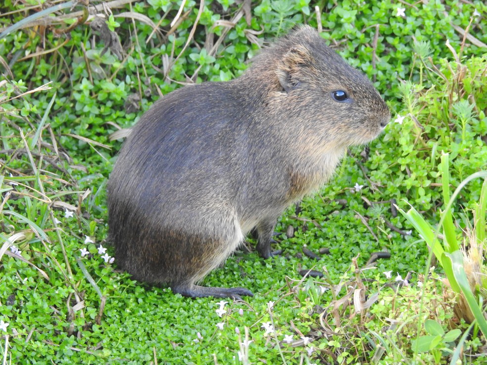 Prea E Um Mamifero Comum Em Quase Todo O Brasil Terra Da Gente G1 The 100 most bizarre and surprising animal facts in the world. prea e um mamifero comum em quase todo