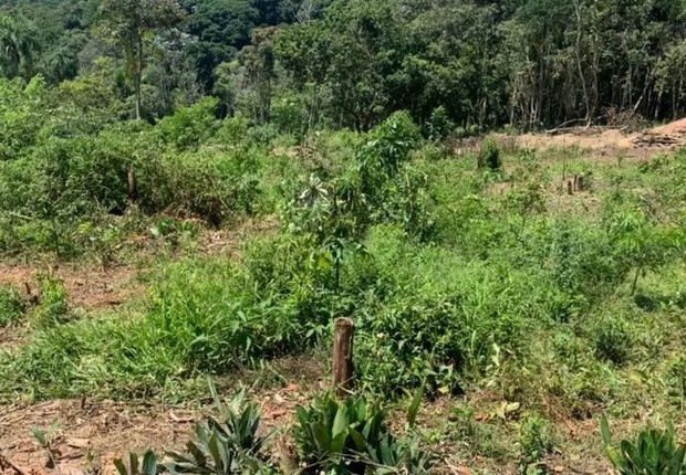 Município de São Paulo tem floresta nativa em 27% de seu território, mas essa área vem se reduzindo desde 2017 por causa do desmatamento (Foto: GOVERNO DE SP via BBC)
