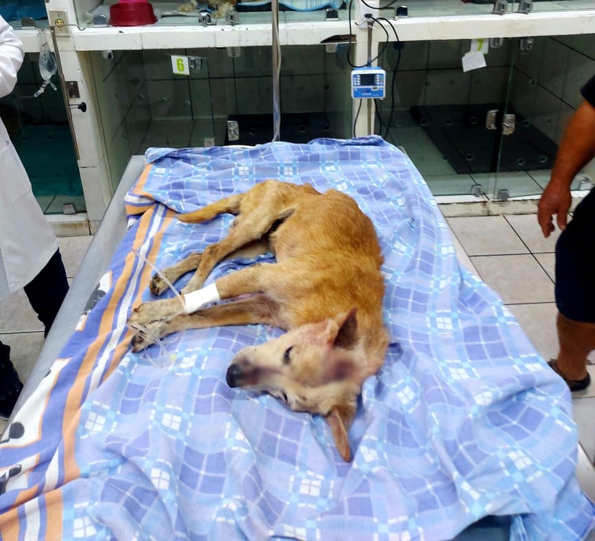 Cachorro é ferido a golpes de martelo e homem recebe multa de R$ 3 mil por maus-tratos