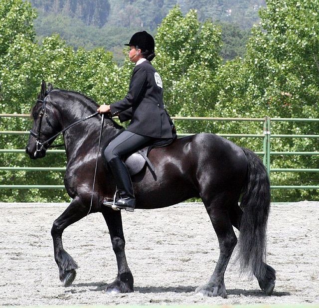 Jogo de cavalo frisiano preto no prado