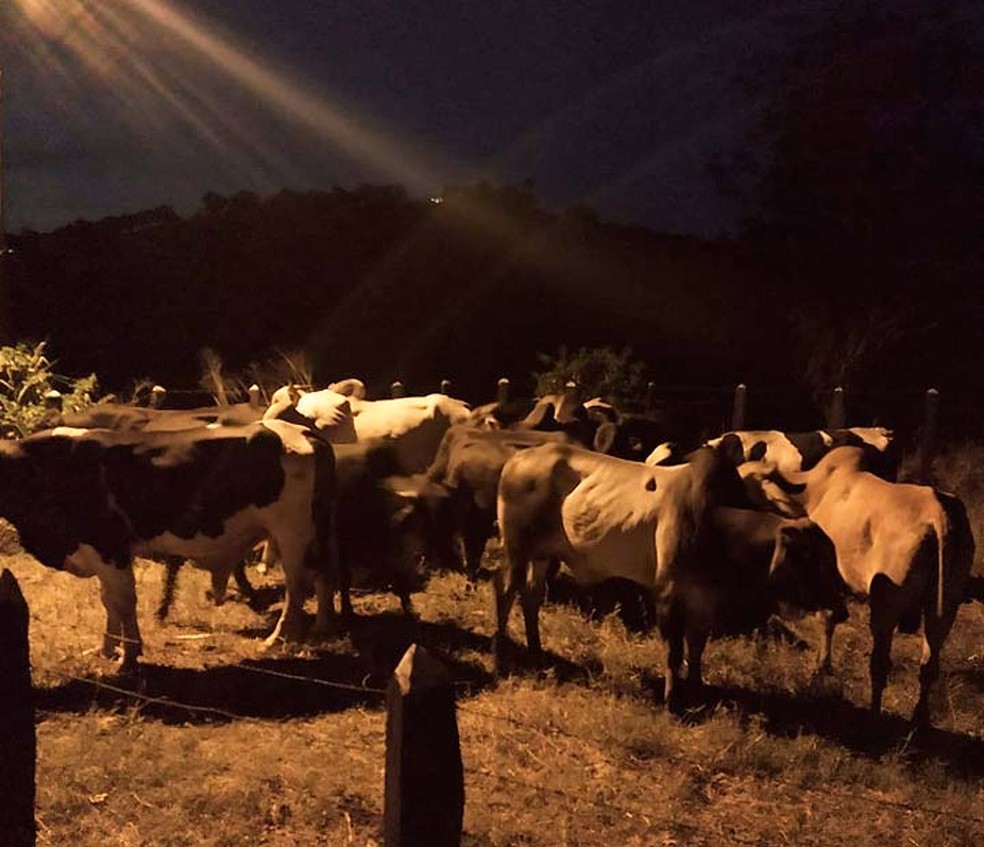 Animais furtados que foram recuperados no interior da Bahia â€” Foto: DivulgaÃ§Ã£o/SSP-BA