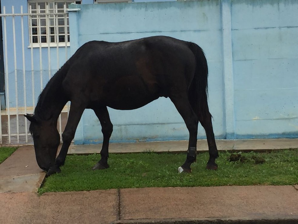 Cavalo é flagrado com tornozeleira eletrônica em Ponta Grossa (Foto: Portal aRede/COP)