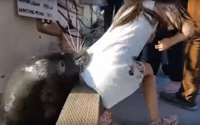 Leão-marinho puxa menina ao mar no Canadá