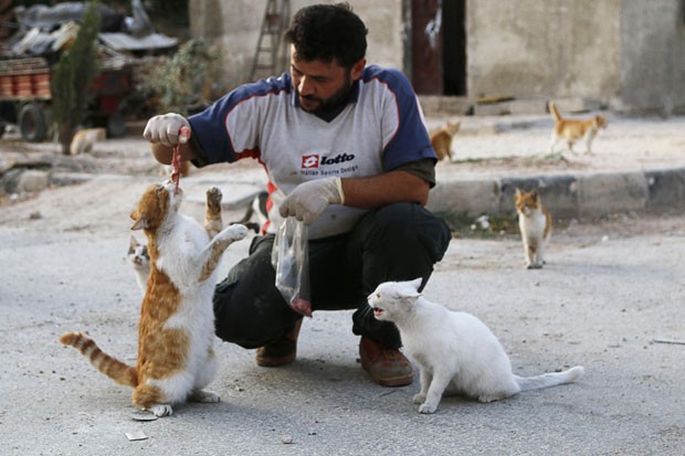 Alaa é motorista de ambulância e alimenta gatos abandonados em bairro de Aleppo, na Síria (Foto: Hosam Katan/Reuters)