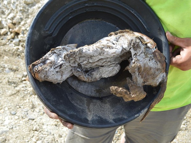 Lobo congelado por 57 mil anos é descoberto por acaso no Canadá (Foto: Government of Yukon)
