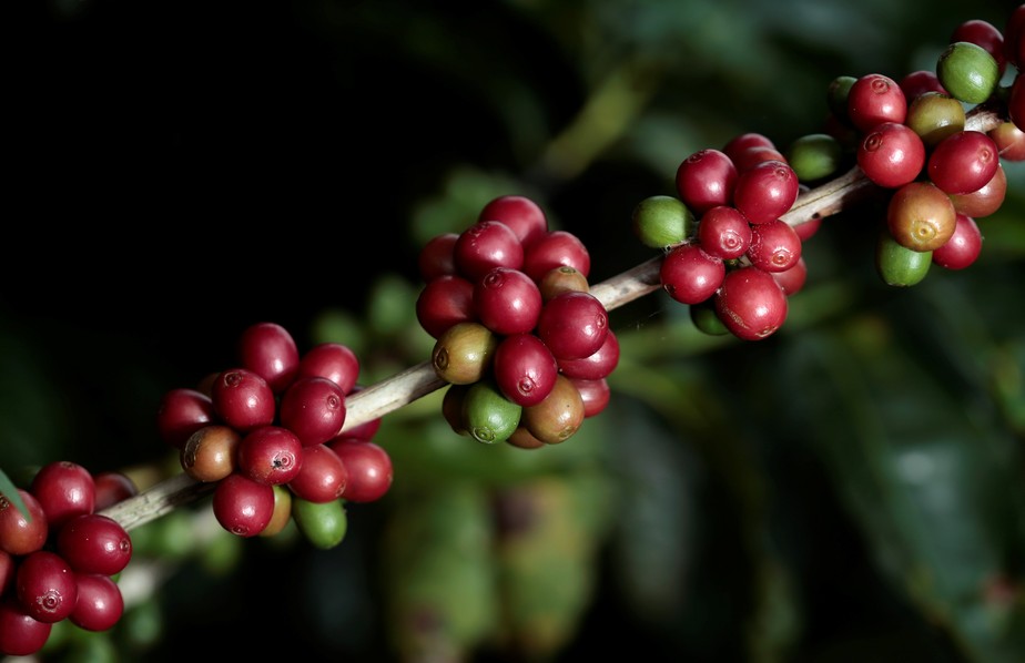 Os preços médios do café na temporada até agora subiram 2% em relação à anterior, segundo representantes do café de Honduras