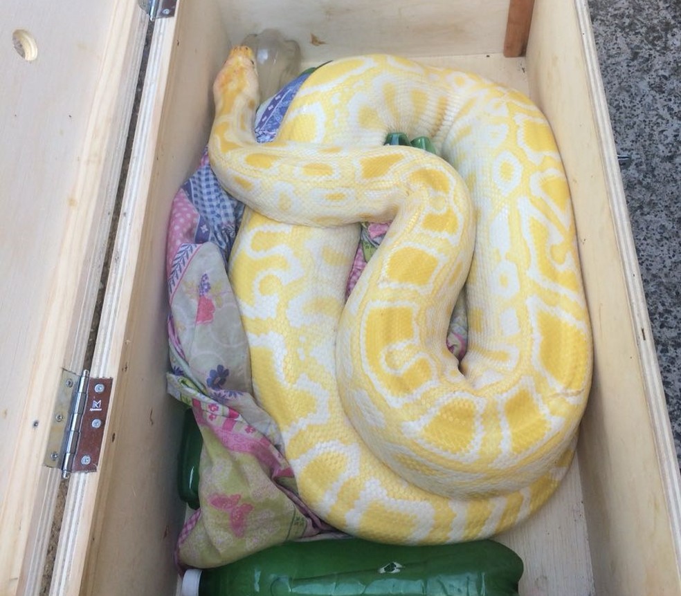 Cobra encontrada no quarto ocupado por dançarina em boate (Foto: Petterson Grecco/TV Vanguarda)