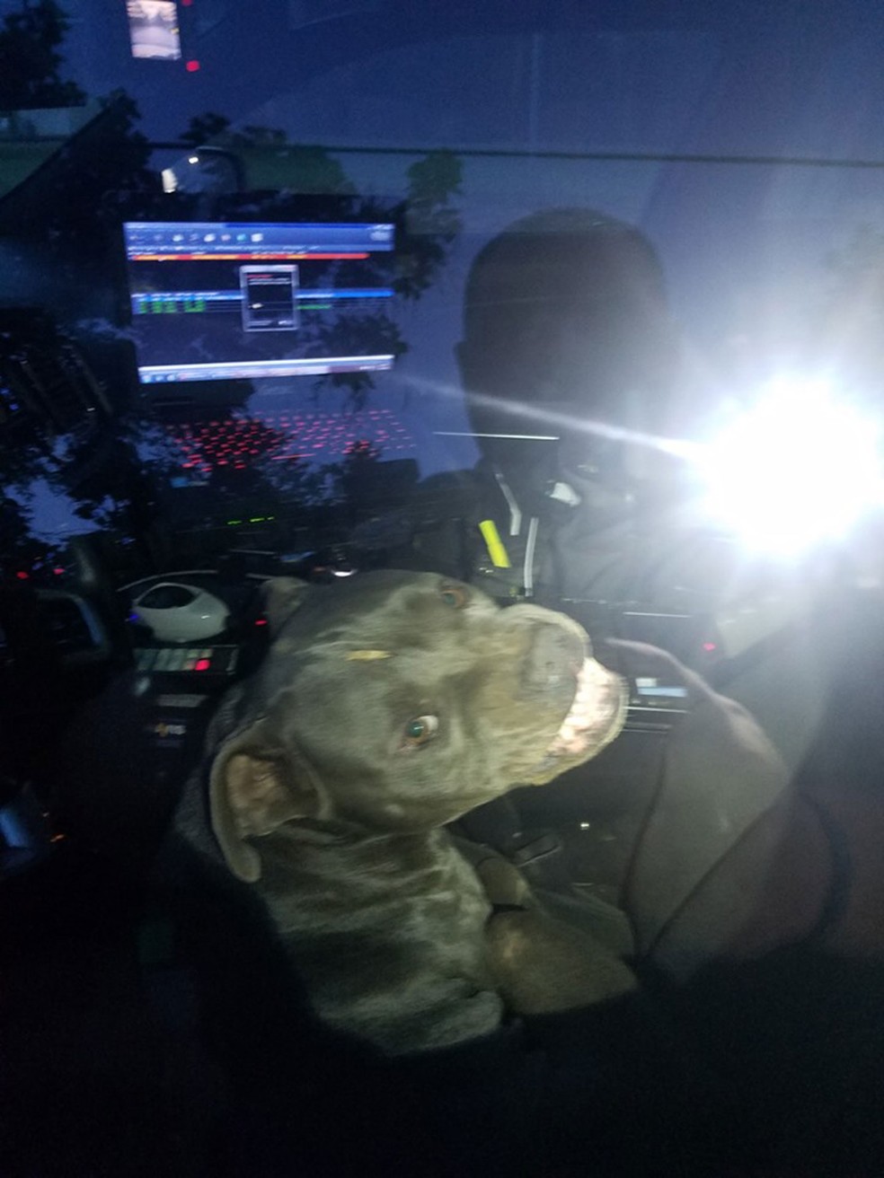 Cachorro 'sequestra' carro policial no Texas â Foto: Kilgore Police Department/Facebook