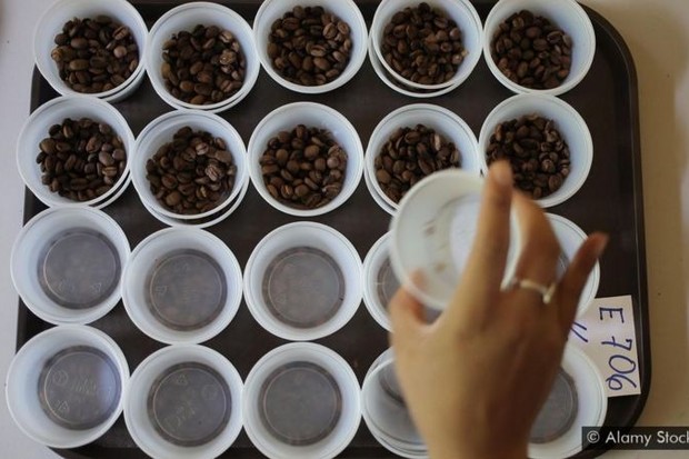 Nos EUA, xícara de café panamense custa R$420 (Foto: Alamy)