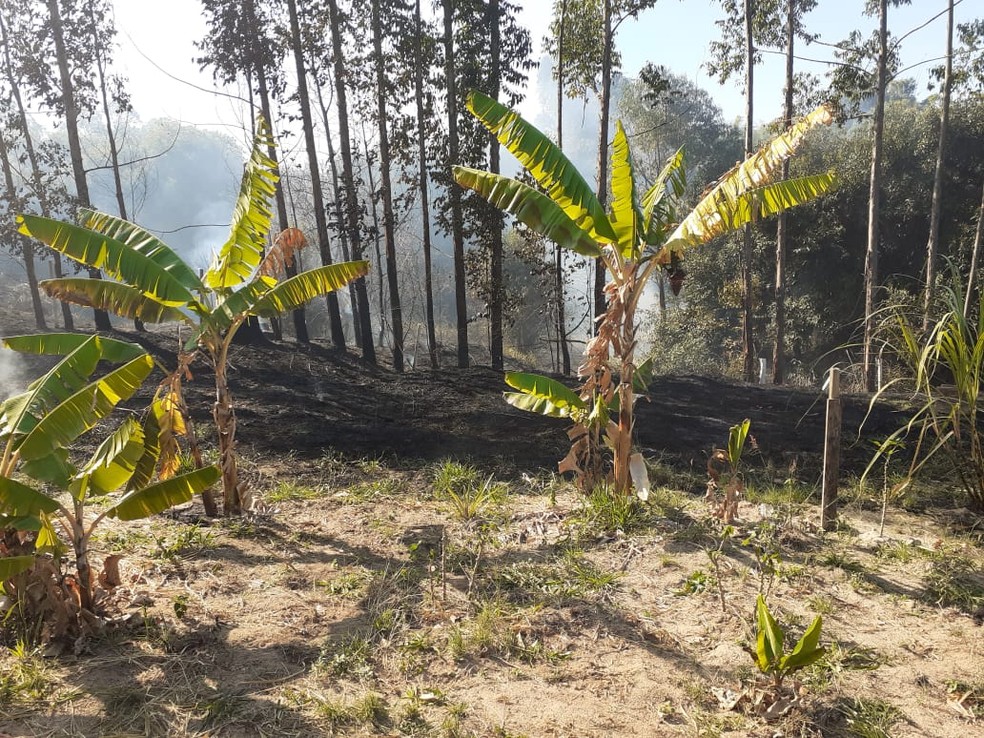 Fogo atingiu uma Ã¡rea grande de preservaÃ§Ã£o ambiental em GarÃ§a  â Foto: Defesa Civil/ DivulgaÃ§Ã£o 