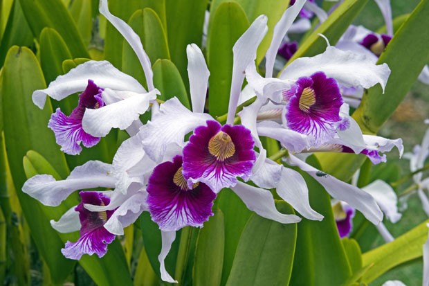 Orquídeas da primavera: descubra quais espécies usar (Foto: Vamos Receber)
